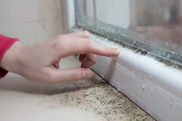 Best Attic Mold Removal  in Tyhee, ID